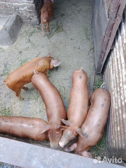 Продаются поросята