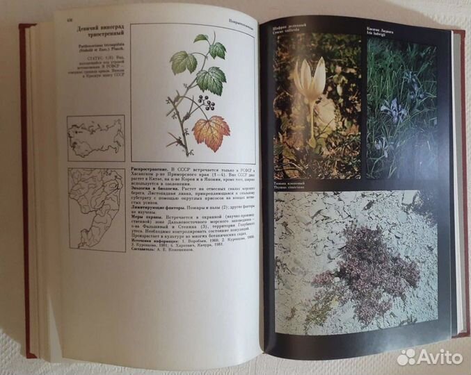 Красная книга РСФСР растения