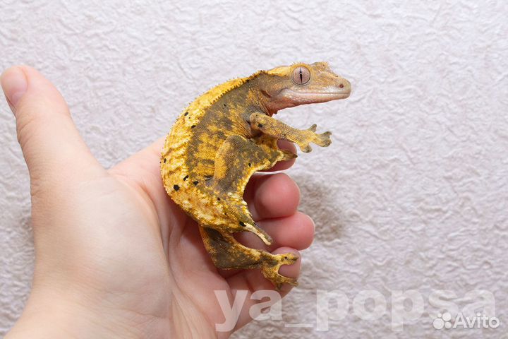 Реснитчатые бананоеды: Арлекины, Lilly White