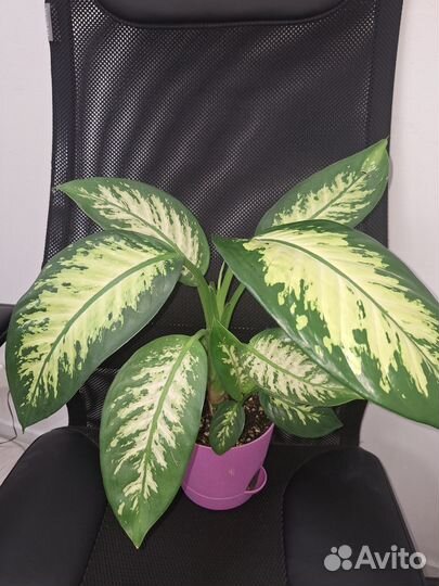 Диффенбахии, аглаонема