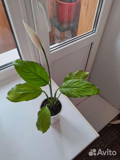 Спатифиллум