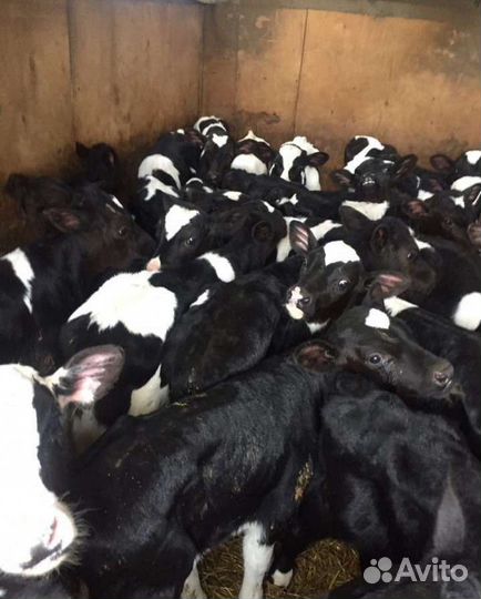 Телята бычки