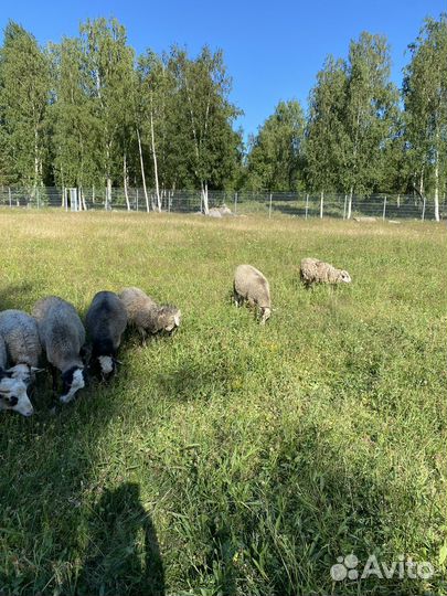 Овцы романовские