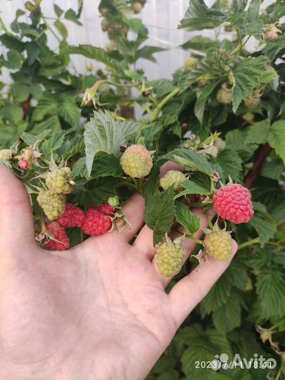 Саженцы гигантской малины