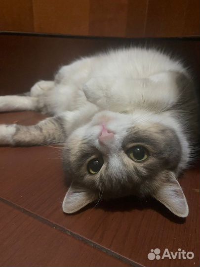 Отдам в добрые руки кошку