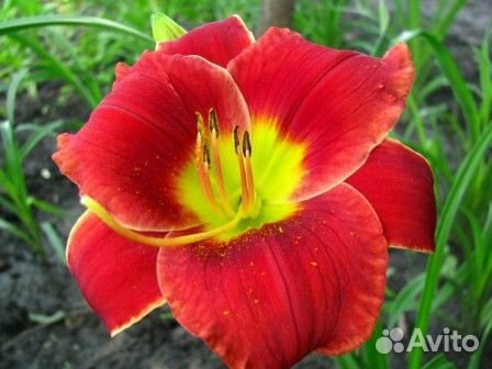 Чудо лилейники