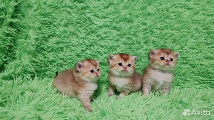 Шотландская золотая шиншилла