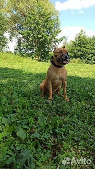 Вязка (кобель)