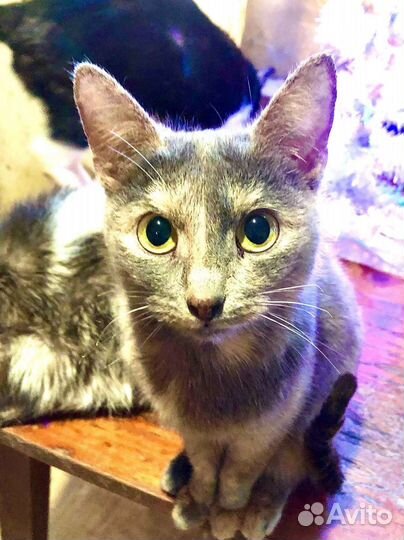 Трогательная и нежная Дужур