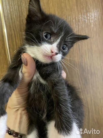 Котята в добрые руки бесплатно