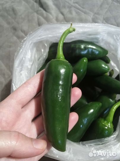 Перец халапеньо