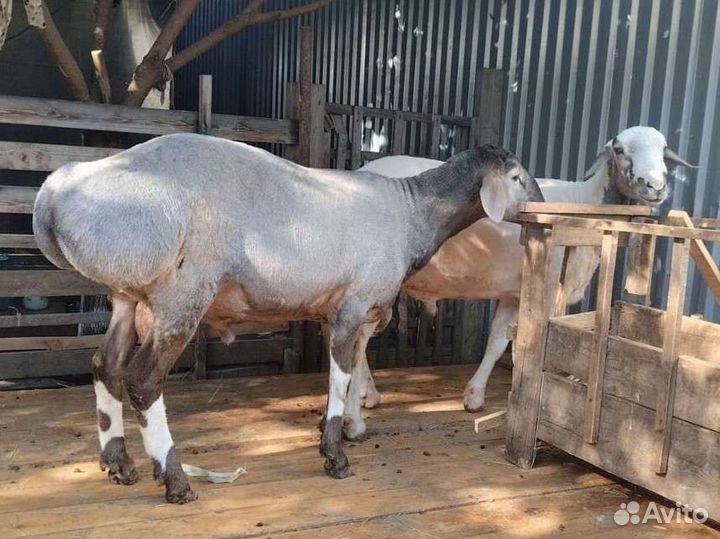 Курдючные бараны