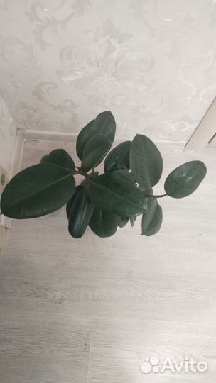 Домашние цветы