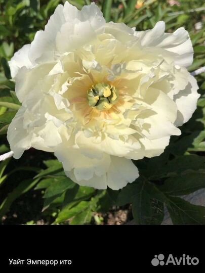 Пионы саженцы корни