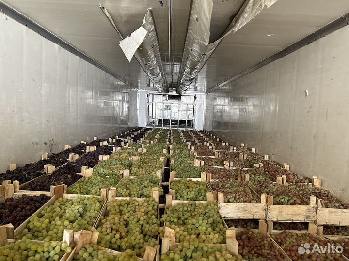 Виноград для вина