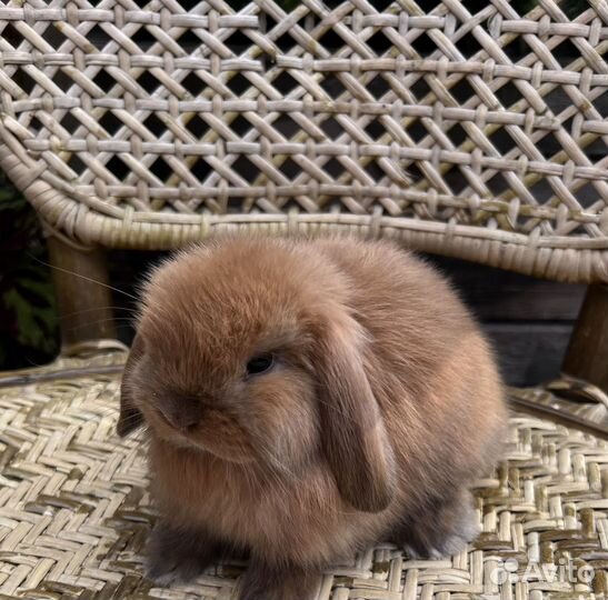 Карликовые кролики