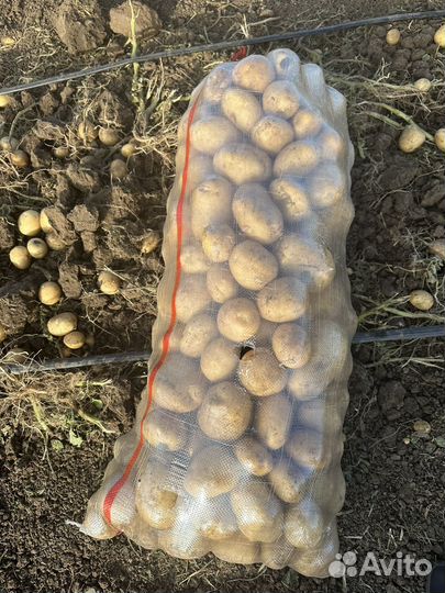 Картофель оптом цена договорная