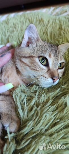 Котята в добрые руки бесплатно