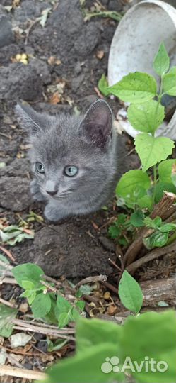 Котенок девочка в добрые руки