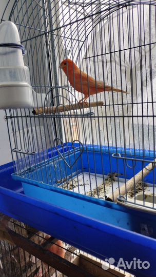 Красный кенор