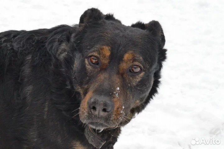 Милая Дейзи