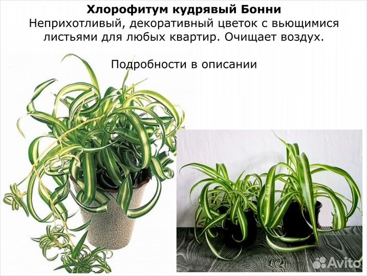 Цветы домашние декоративные. Цены разные