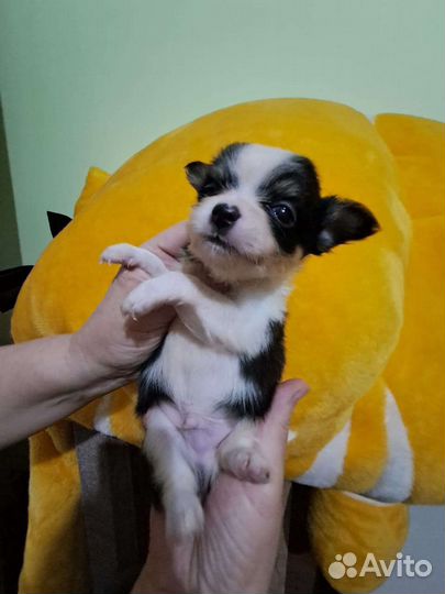 Чихуахуа щенки