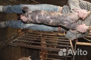 Поросята Дюрок + пьетрен