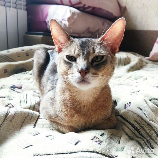 Абиссинский кот вязка