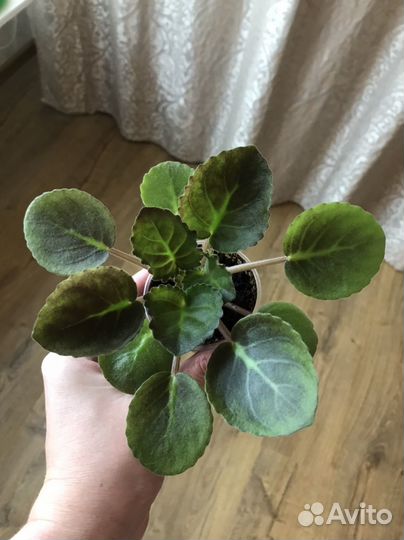 Фиалка Edge of Darkness