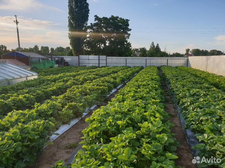 Клубника домашняя вкусная, сладкая
