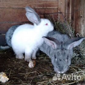кролики мясных пород - Купить недорого кролика 🐇 в Краснодарском крае