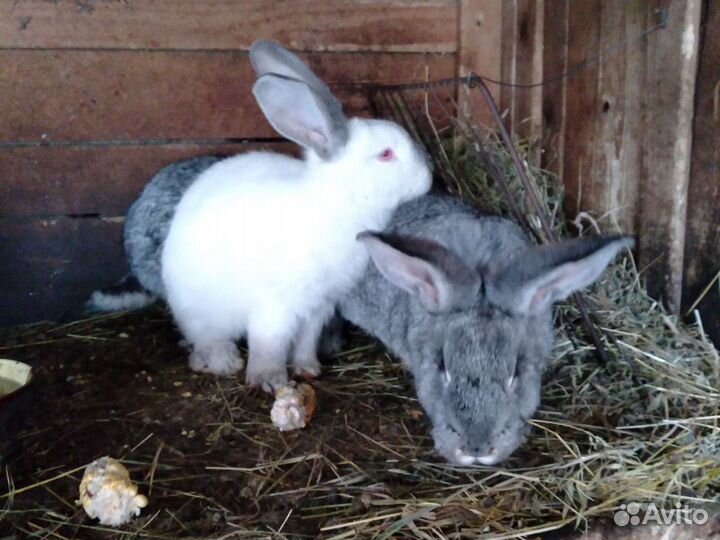 Кролики мясных пород