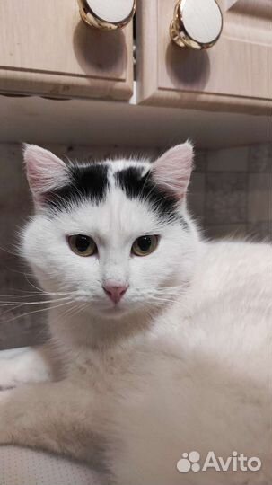 Кошка Пятнышко в добрые руки