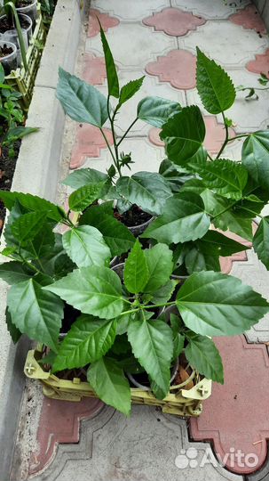 Обновлено Комнатные растения