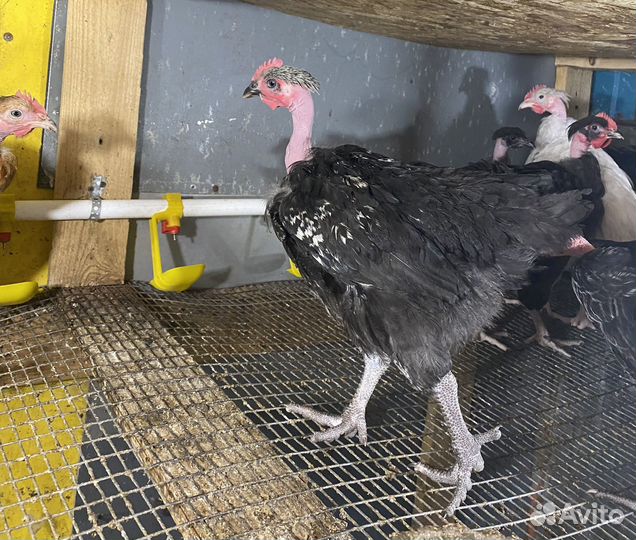 Петухи молодые породистые