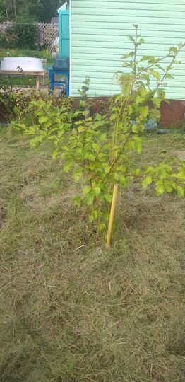 Участок 6 сот. (СНТ, ДНП)