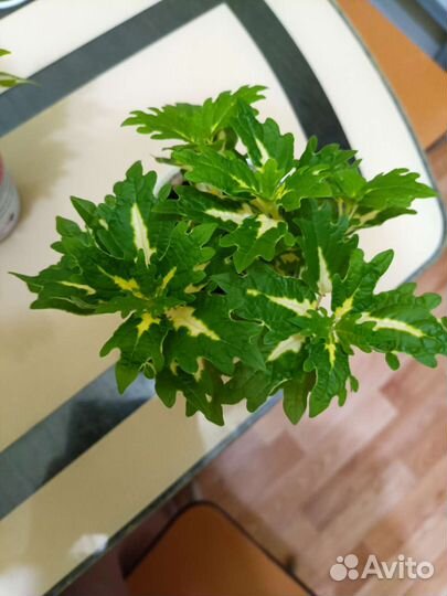 Колеус, растения, цветы домой, в офис