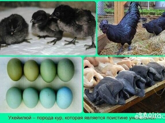 Куры несущие голубые яйца