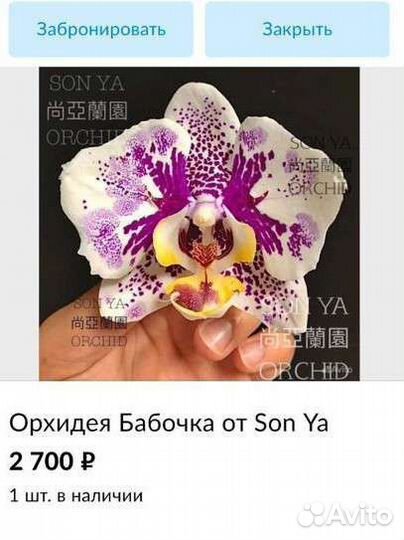 Орхидея Джентельмен (бабочка)