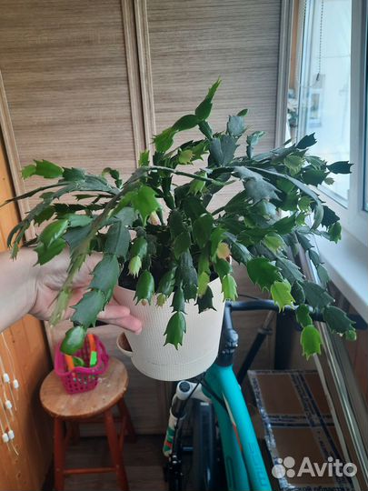 Комнатные растения