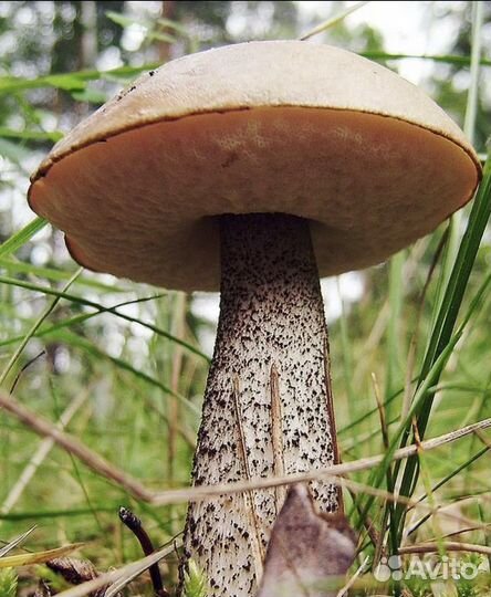 Грибы белые, красноголовикие, подберезовики