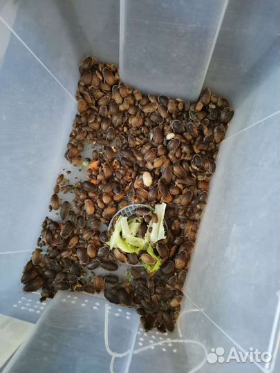 Аргентинские тараканы Blaptica dubia