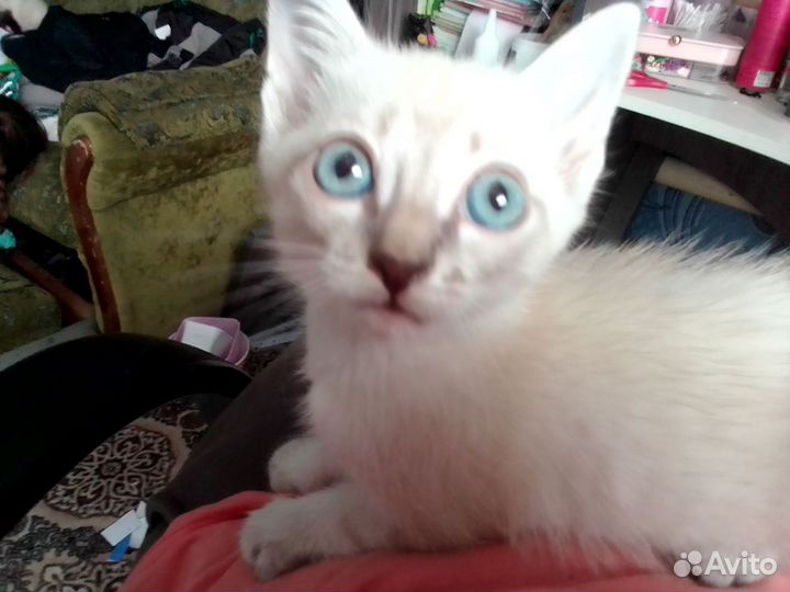 Тайские сиамские котята