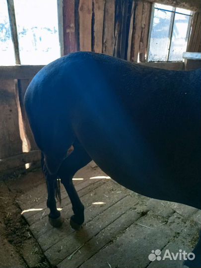 Лошадь кобыла