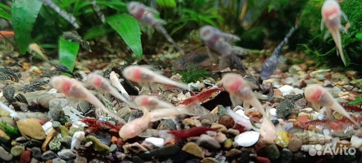 Аквариумные растения