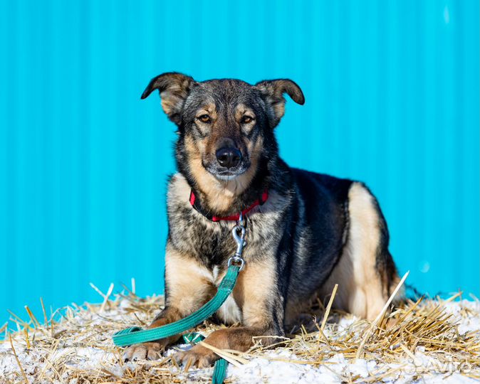 Омега собака