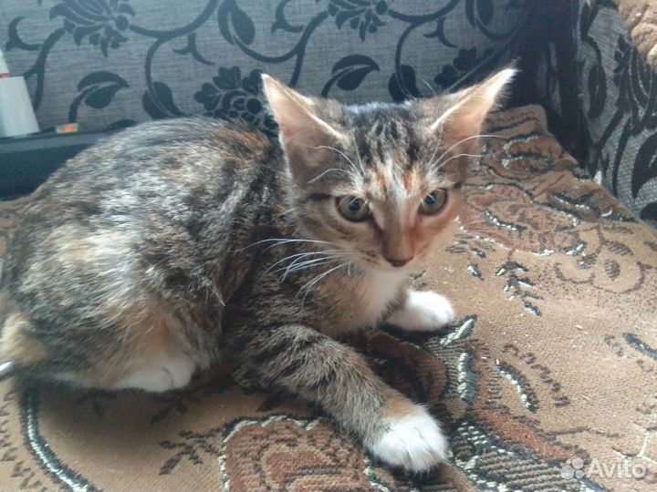 Котята