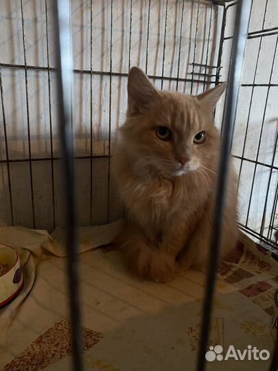Кот в добрые руки