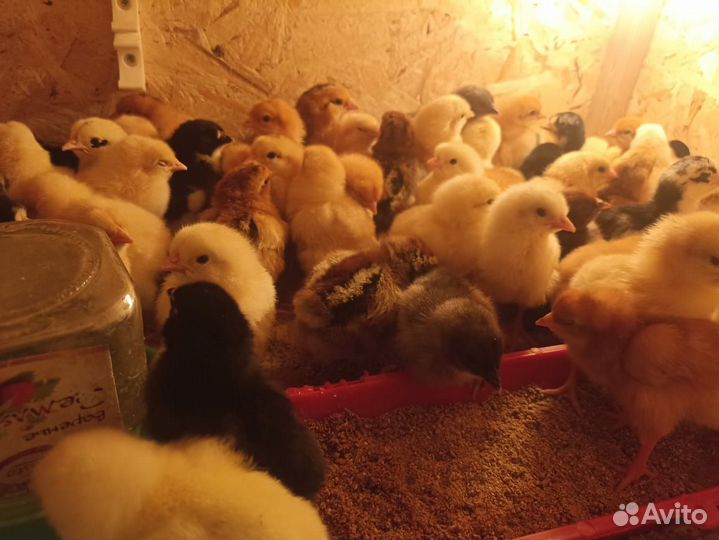 Цыплята суточные несушки и бройлеры, доминанты